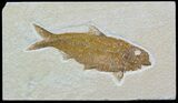 Detailed, Knightia Fossil Fish - Wyoming #54297-1